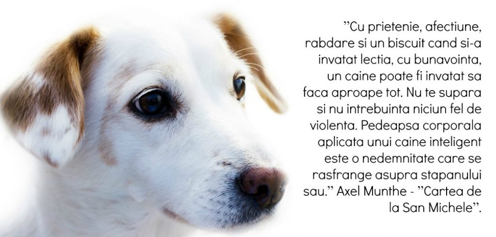 vorbeste-cu-cainele-tau-5