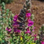 8 ierburi bune pentru tine și pisica ta