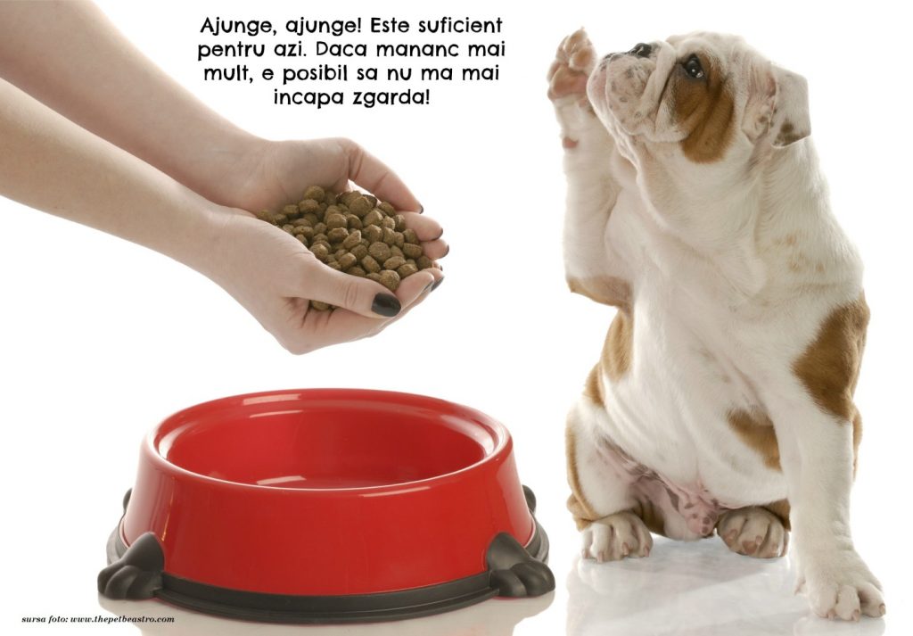 alimentatia cainelui