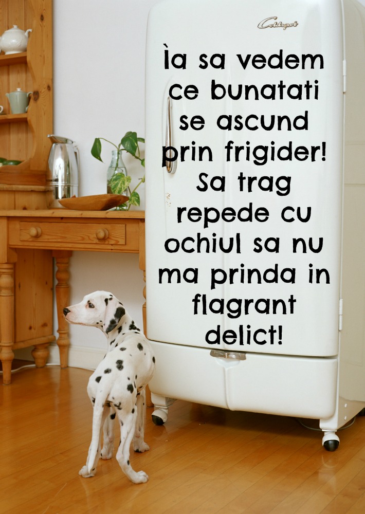 alimentatia-cainelui-frigider