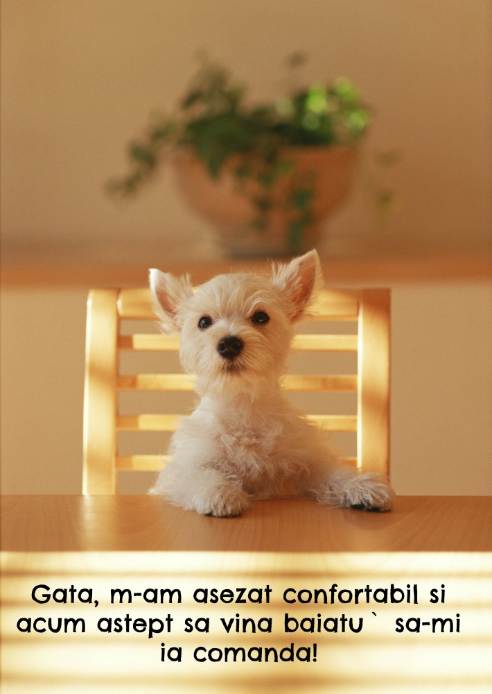 alimentatia-cainelui-la-masa