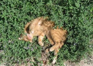 8 ierburi bune pentru tine și pisica ta