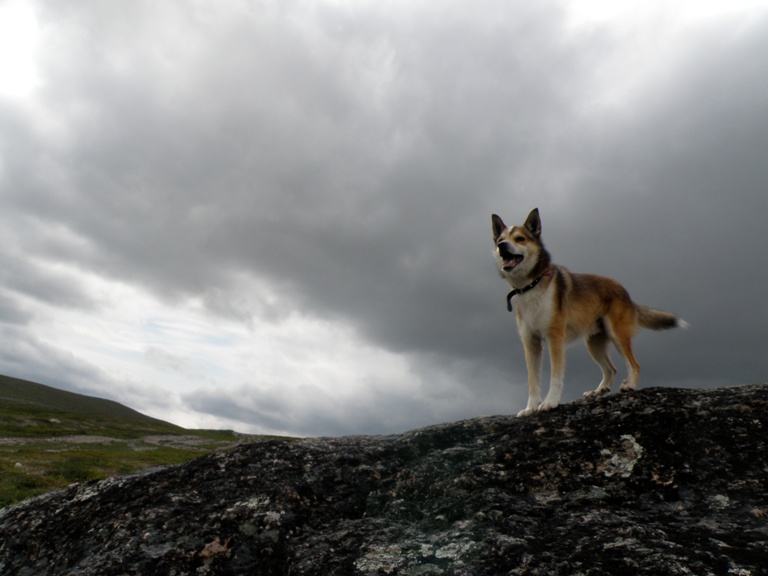 Norwegian Lundehund 