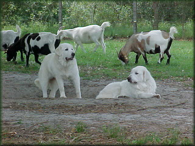 ciobanesc de pirinei la paza