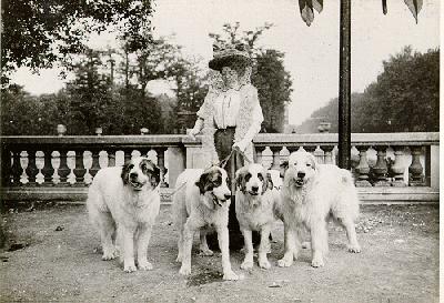 Ciobanesc de Pirinei