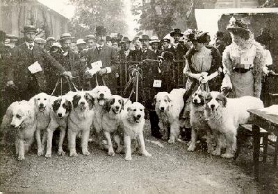 ciobanesc de Pirinei