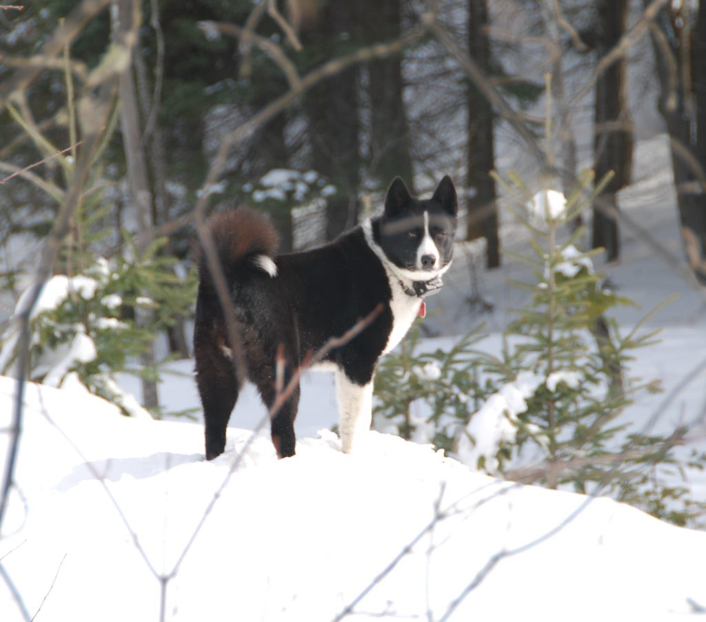 vanatorul priceput 1