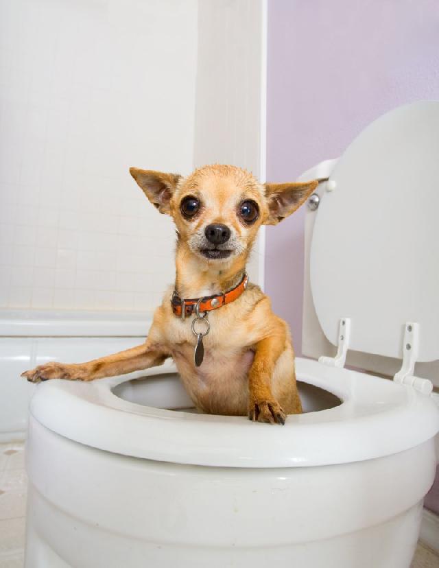 Cum îl înveți să ceară la toaletă