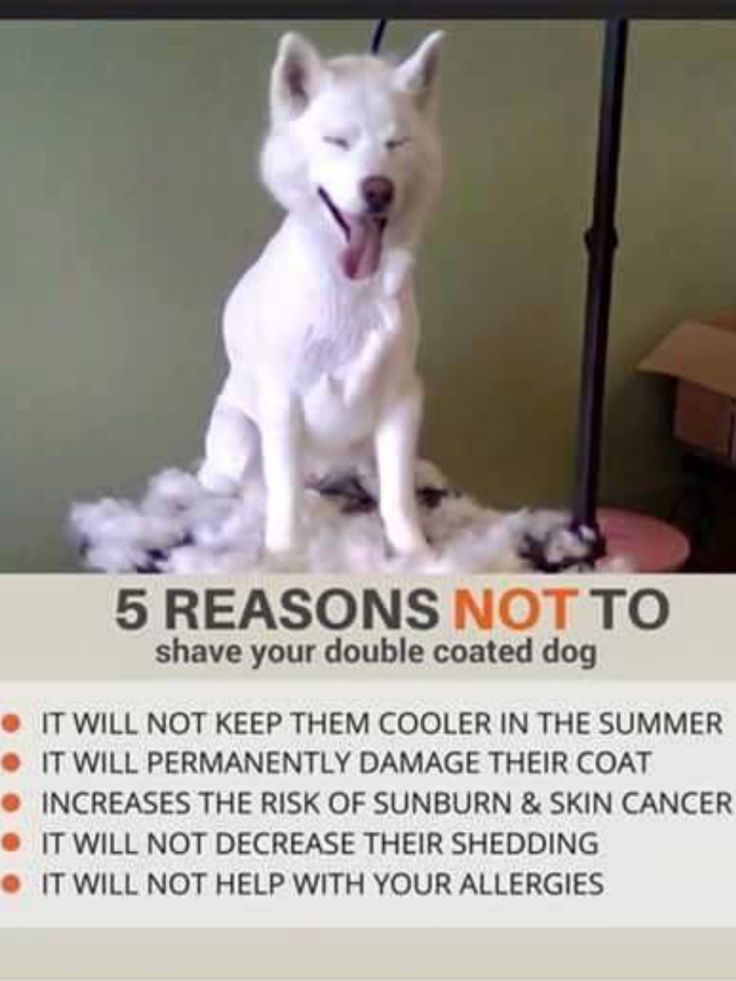 nu iti tunde cainele