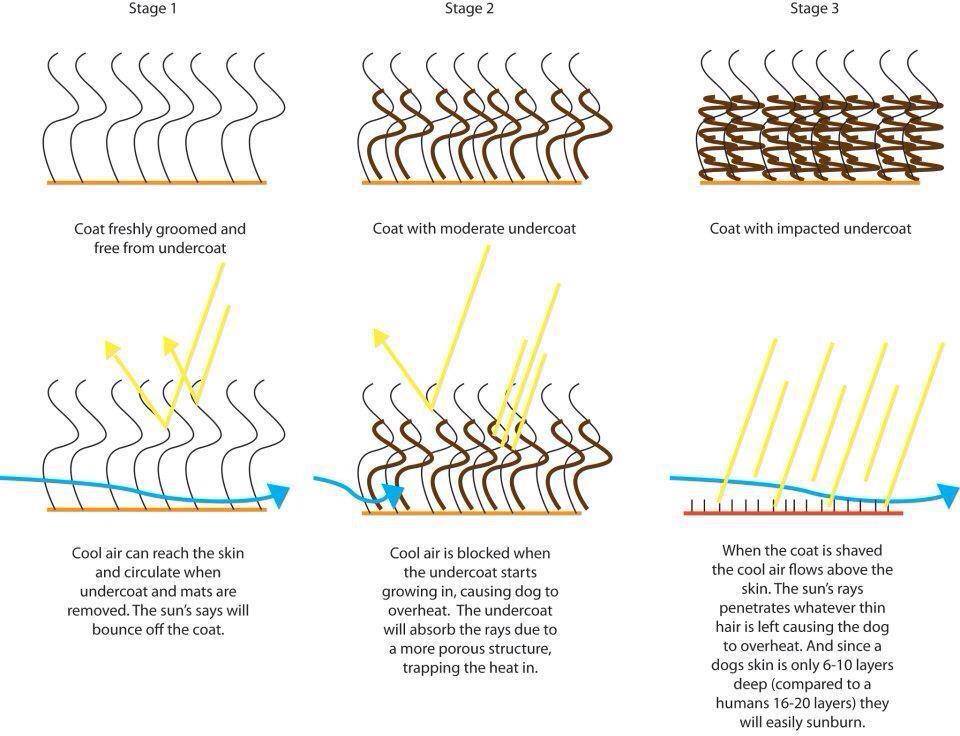 nu iti tunde cainele