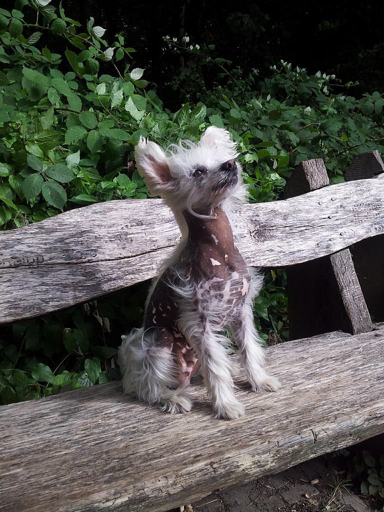Chinese Crested Dog Dacă vrei un câine cu foarte puţin păr, îţi recomand să alegi un exemplar de Chinese Crested Dog/Câine Chinez cu creastă. La această rasă există şi varietatea cu păr: "powder puff". Pielea acestui câine necesită o îngrijire adecvată şi o spălare atentă. "Chinezul" este atât de mic şi de plăpând încât, asemeni unei mâţe, poate fi învăţat să folosească litiera! 