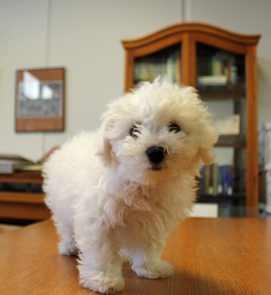 Alergenii se găsesc în saliva și în pielea câinilor, nu neapărat în părul acestora şi sunt răspândiți în jur atunci când câinii se scarpină sau se ling. 