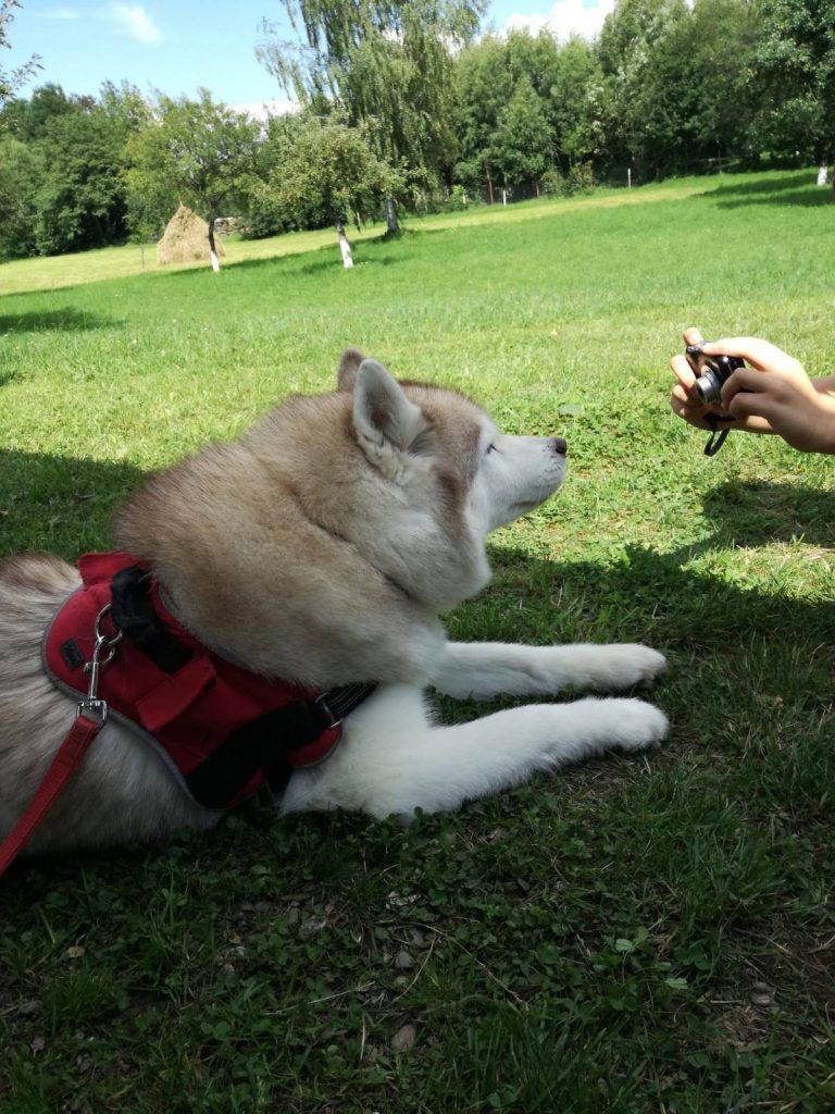 de ce să-l lași în tabără