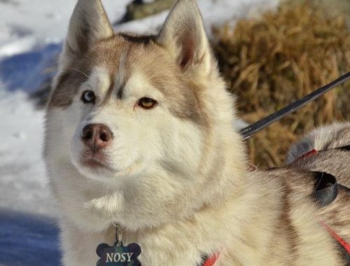 Lucky Nose cu Nasul Roz